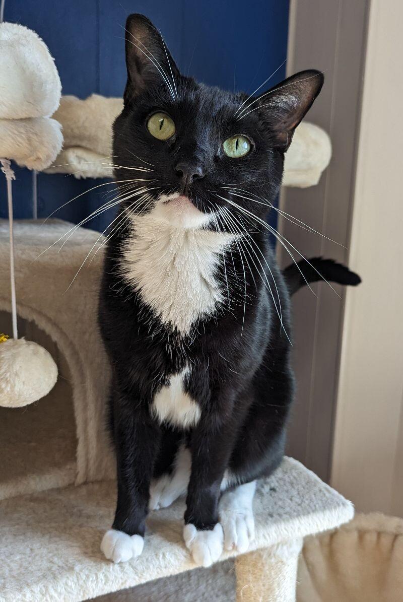 Minnow, Adoptable, Adult Male Domestic Short Hair.