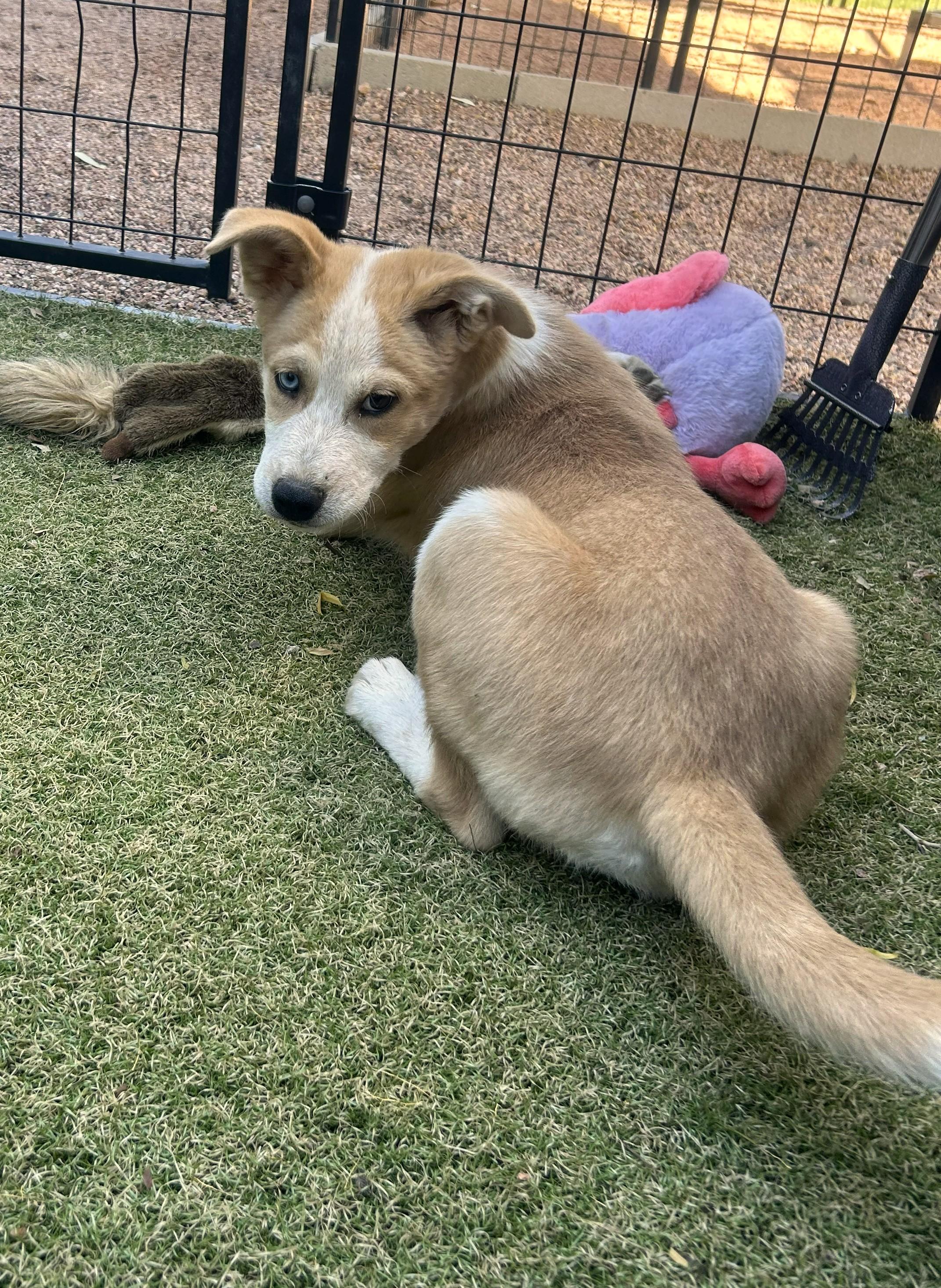 Enlarge Grandview, a ADOPTABLE mixed breed in Apache Junction, AZ image 3/4