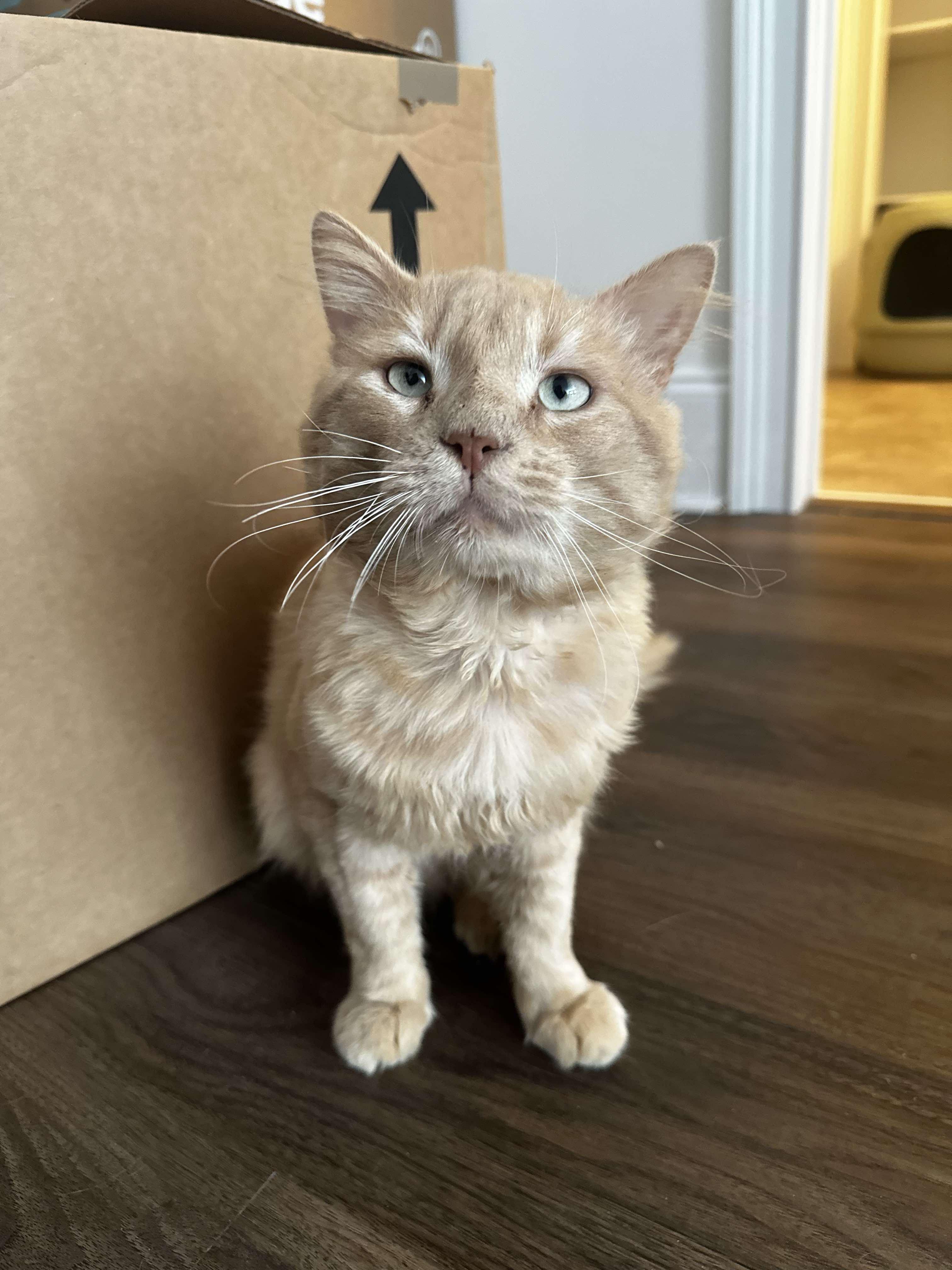 Leo, Adoptable, Adult Male Domestic Short Hair.