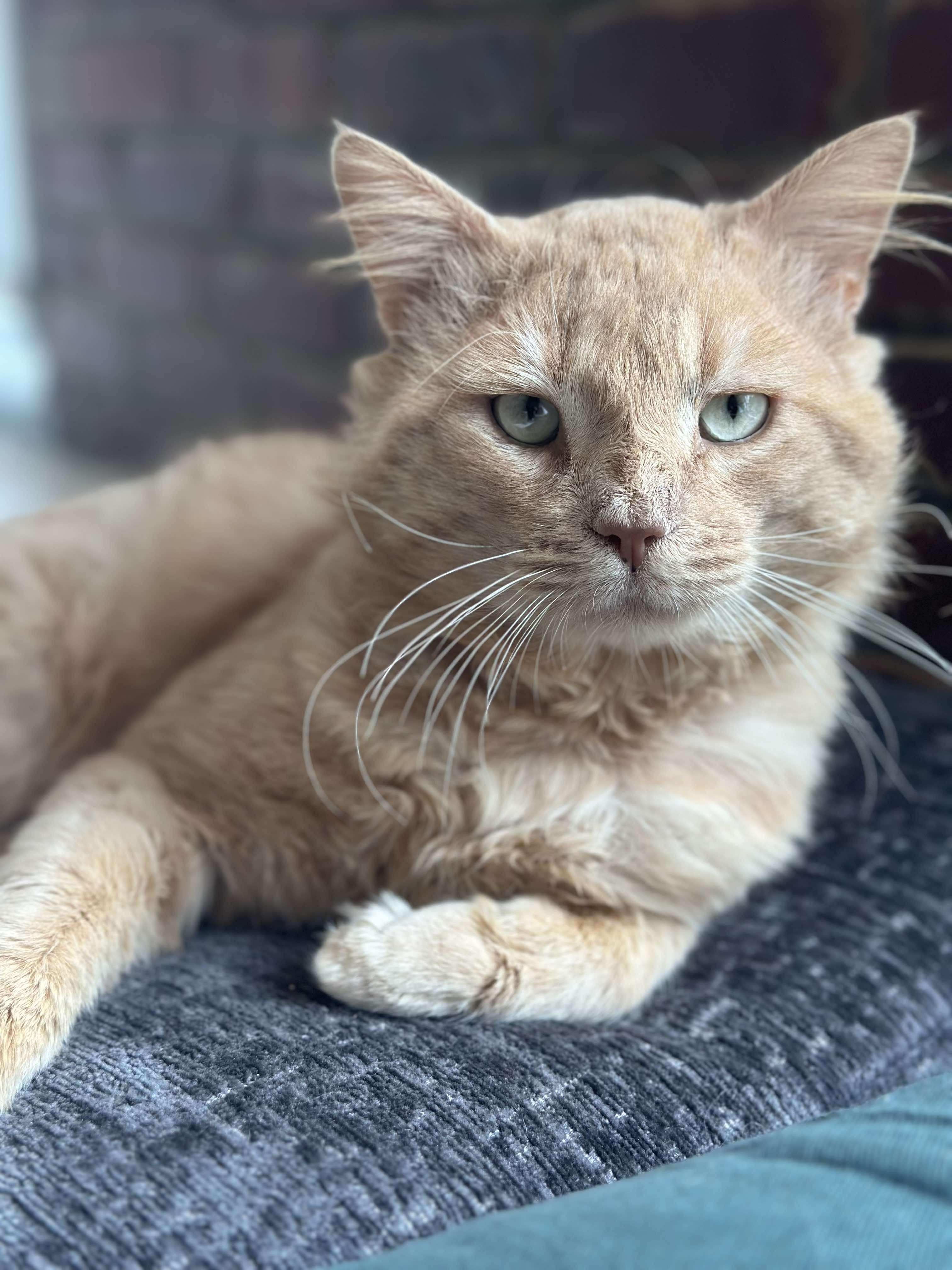 Leo, a Adoptable Domestic Short Hair in Marvin, NC image 2/4