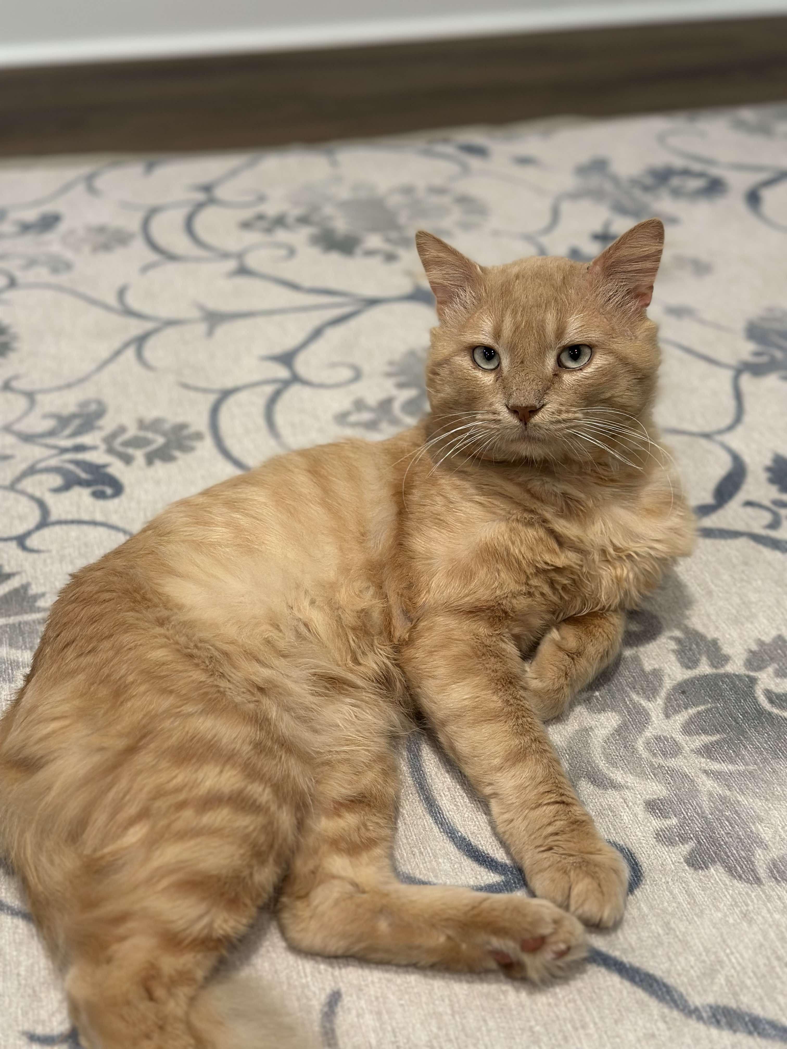 Leo, a Adoptable Domestic Short Hair in Marvin, NC image 3/4