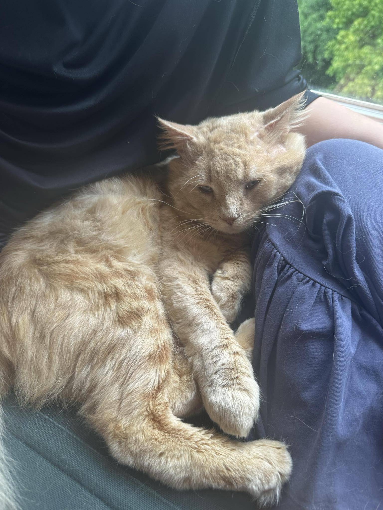 Leo, a Adoptable Domestic Short Hair in Marvin, NC image 4/4