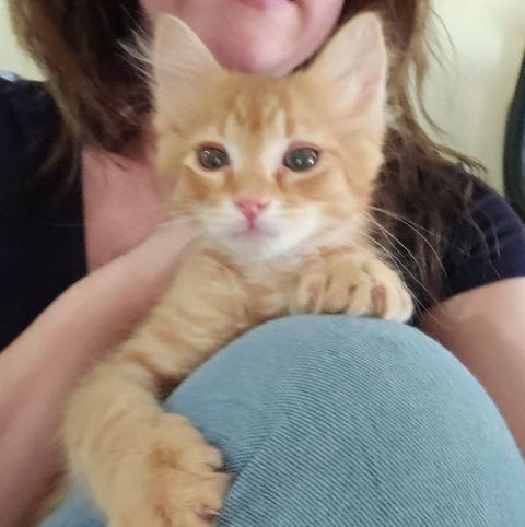 Leo, Adoptable, Kitten Male Domestic Short Hair.