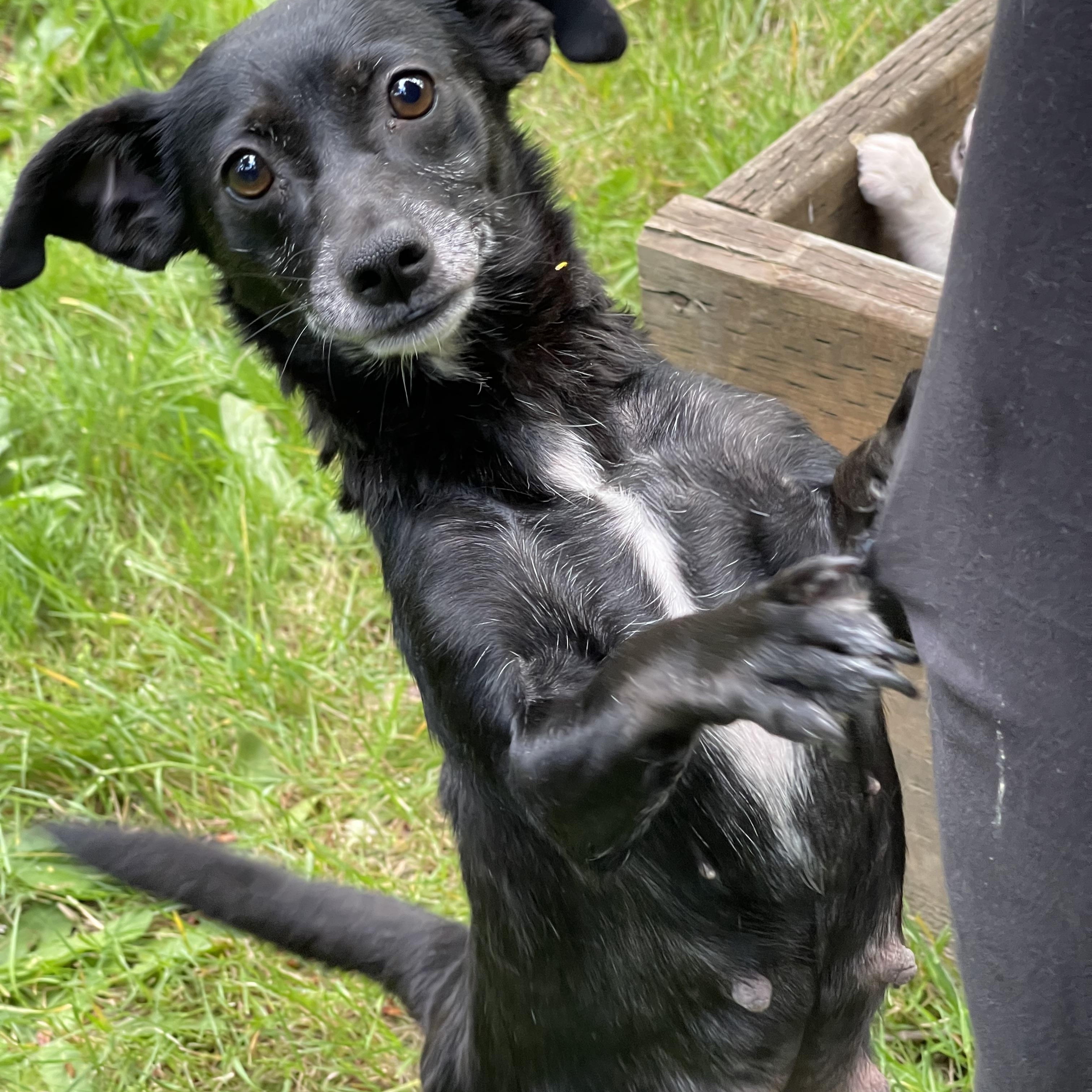 JESSE MARSCH, an adopted mixed breed in Graham, WA image 2/4