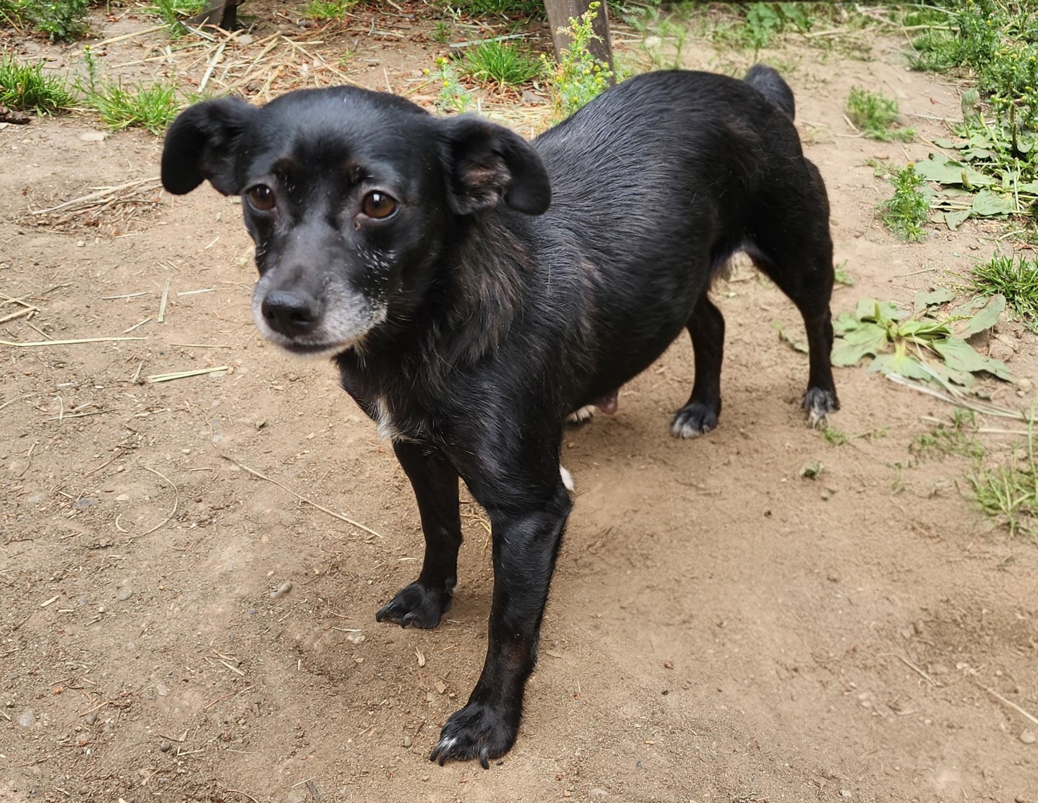 JESSE MARSCH, an adopted mixed breed in Graham, WA image 1/4