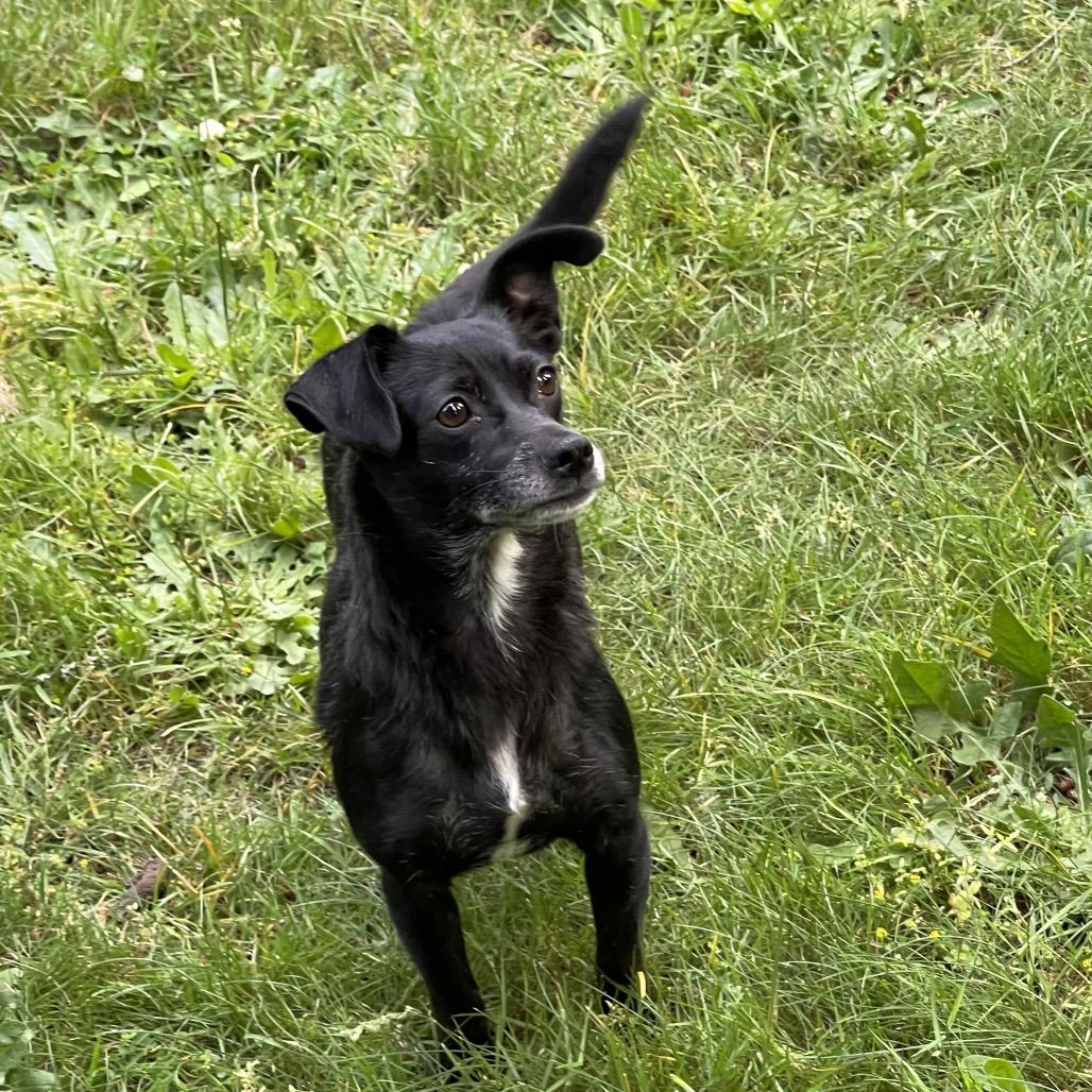 JESSE MARSCH, an adopted mixed breed in Graham, WA image 3/4