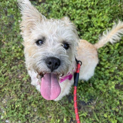 Destiny, Adoptable, Young Female Terrier & Mixed Breed.