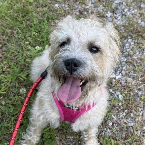 Destiny, Adoptable, Young Female Terrier & Mixed Breed.