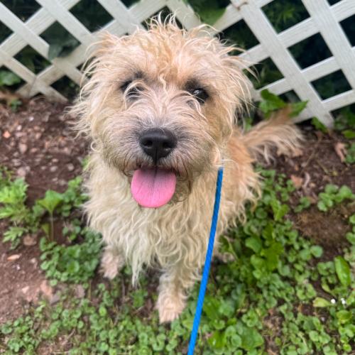 Destiny, Adoptable, Young Female Terrier & Mixed Breed.