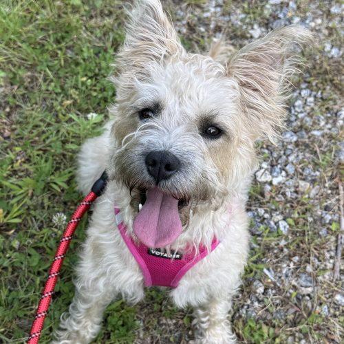Enlarge Destiny, a Adoptable mixed breed in Hamden, CT image 4/6