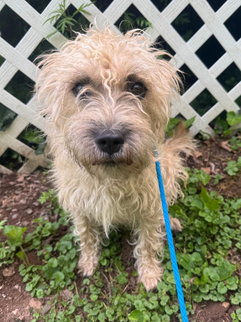 Destiny, a Adoptable mixed breed in Hamden, CT image 2/3