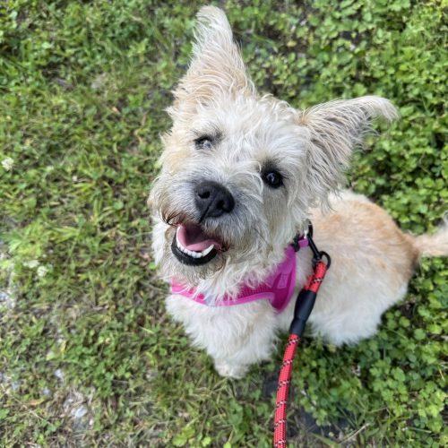 Enlarge Destiny, a Adoptable mixed breed in Hamden, CT image 4/5