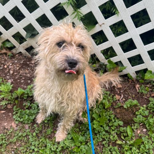 Destiny, a Adoptable mixed breed in Hamden, CT image 3/3