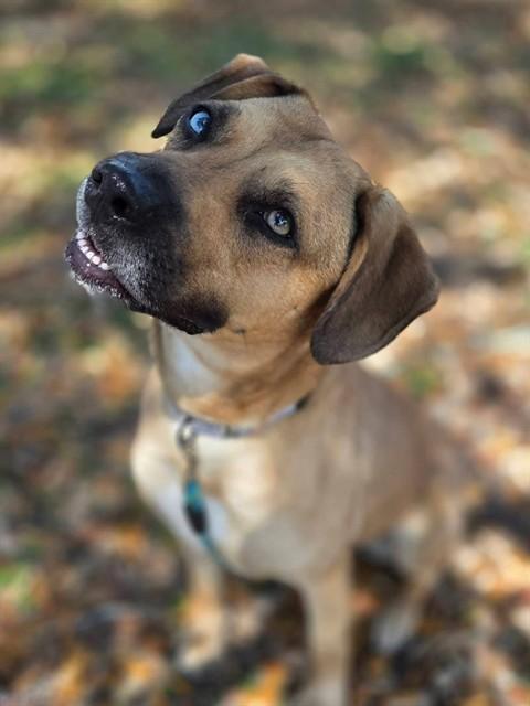 JUDY, Adoptable, Adult Female Black Mouth Cur & Mixed Breed.