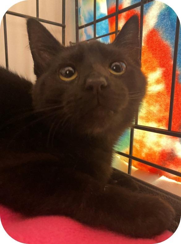 Cherry Pepper — thumbnail 2