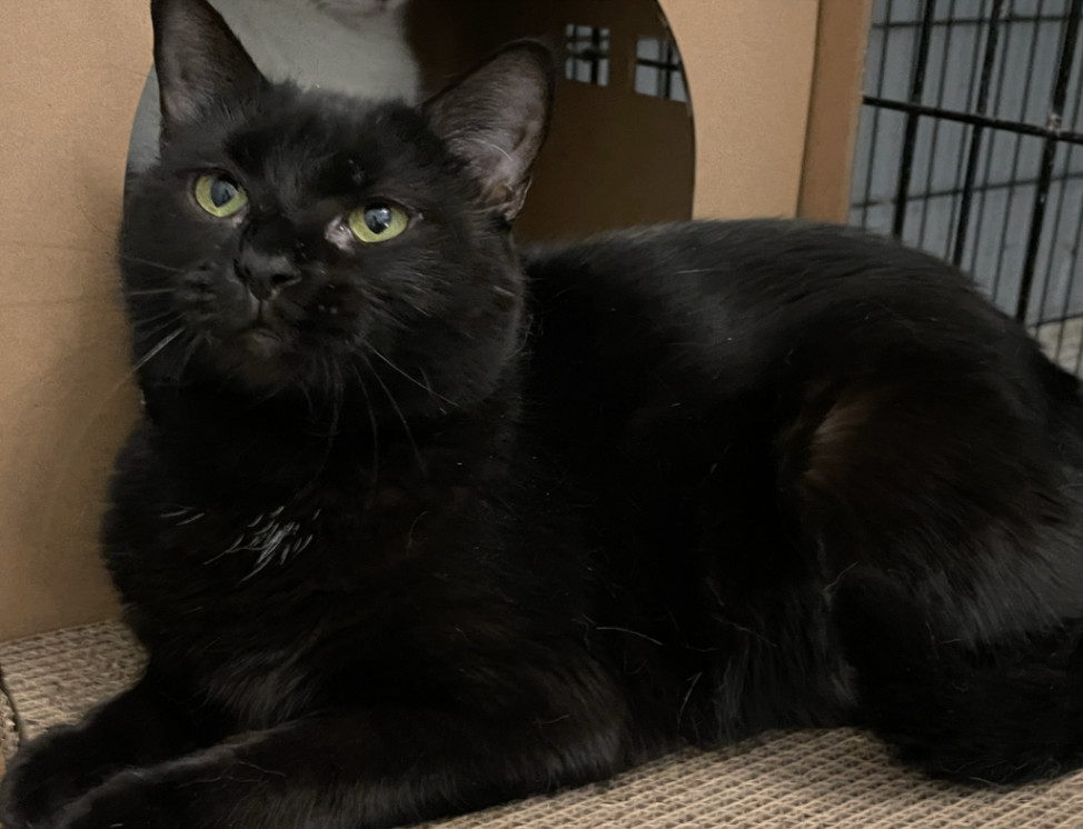 Glory, Adoptable, Adult Female Domestic Short Hair.