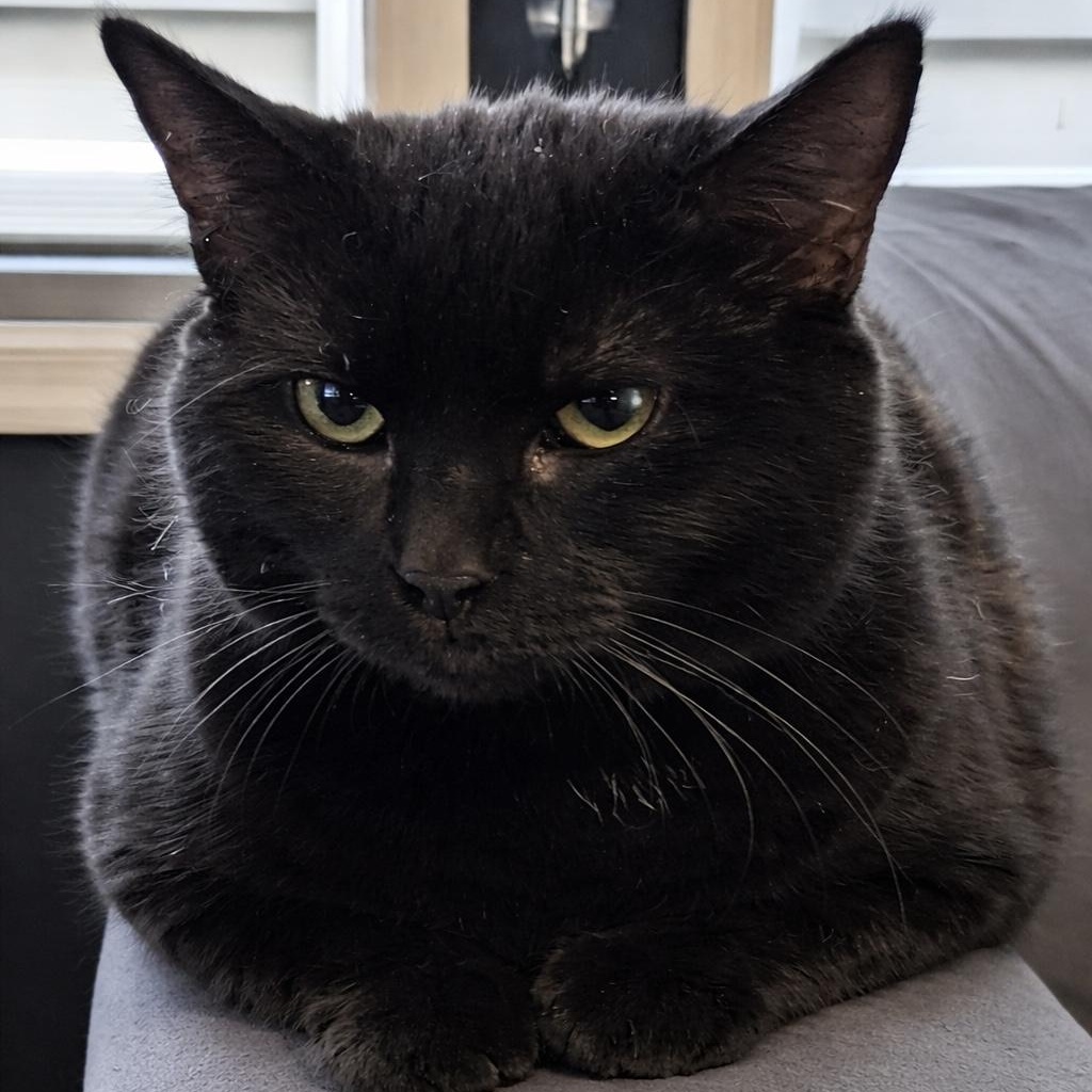 Glory, Adoptable, Adult Female Domestic Short Hair.