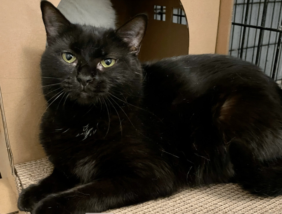 Glory, a Adoptable Domestic Short Hair in Philadelphia, PA image 2/3