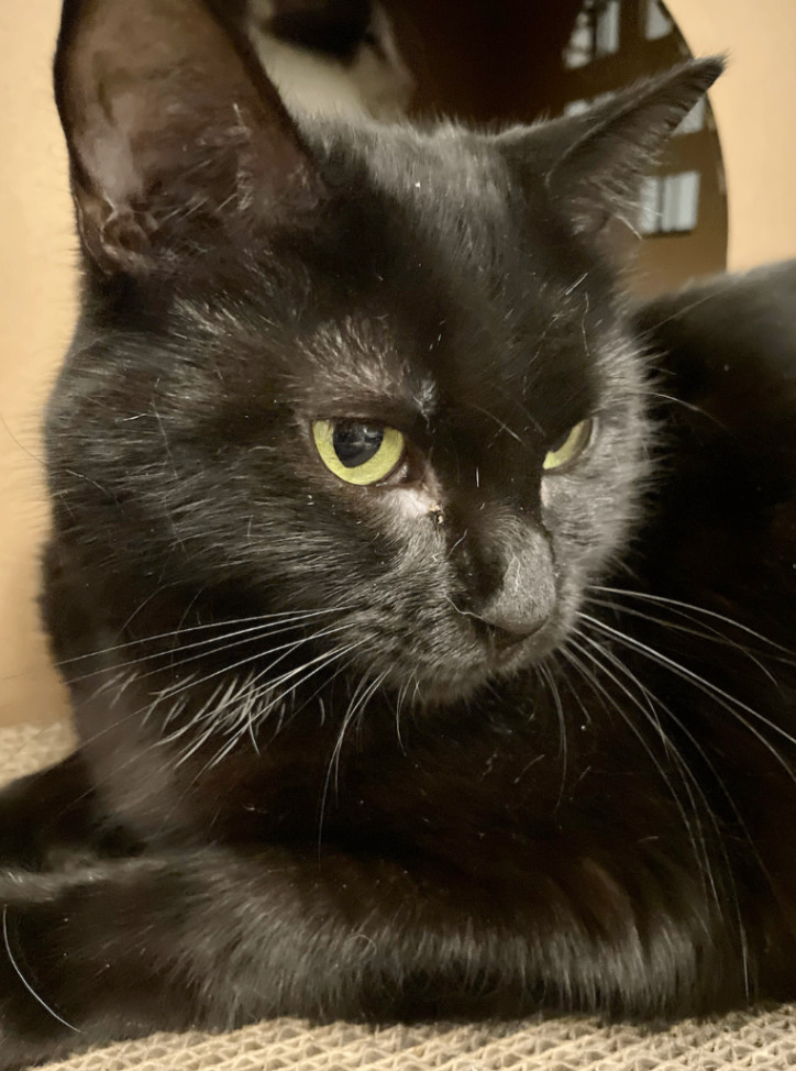 Glory, a Adoptable Domestic Short Hair in Philadelphia, PA image 3/3