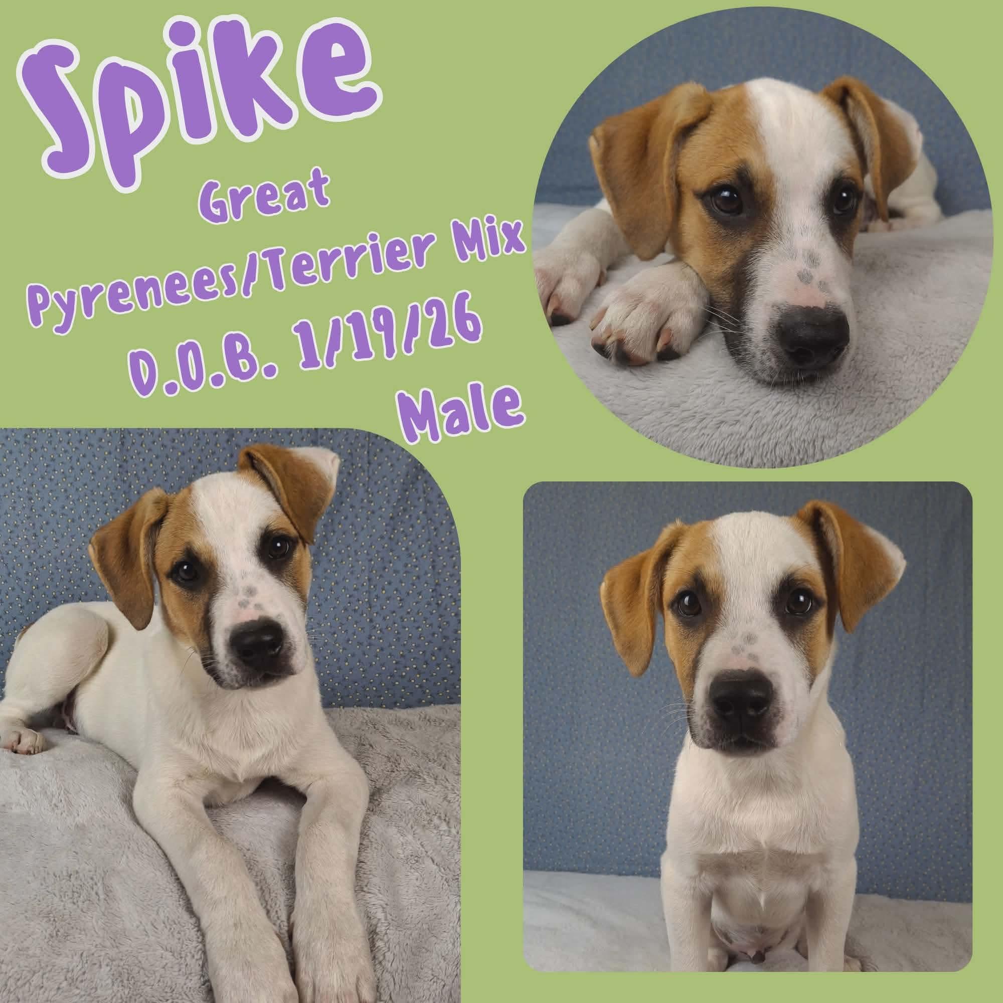 Enlarge Spike, a Adoptable mixed breed in Rapid City, SD image 1/1