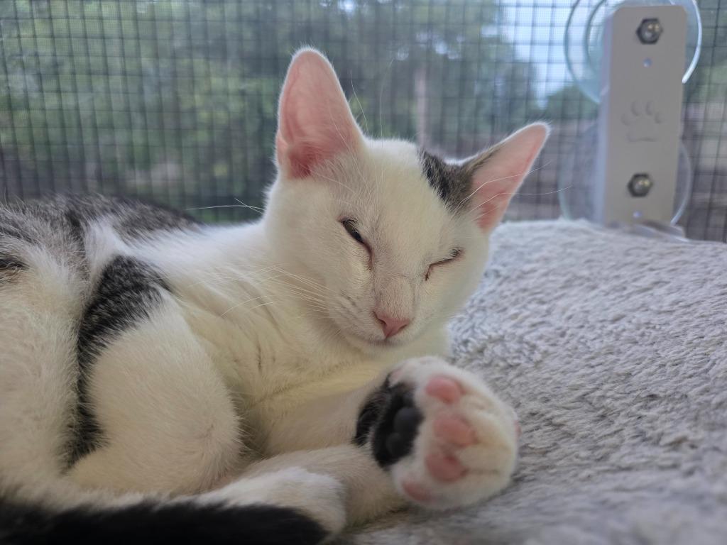 Opossum, Adoptable, Kitten Male Domestic Short Hair.