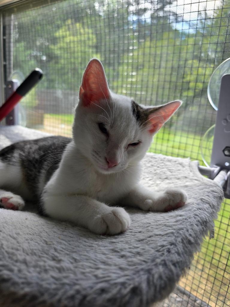 Enlarge Opossum, a Adoptable mixed breed in Buford, GA image 2/6