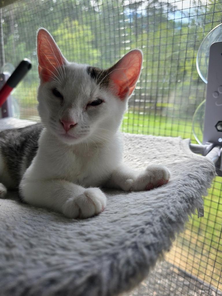 Enlarge Opossum, a Adoptable mixed breed in Buford, GA image 4/6