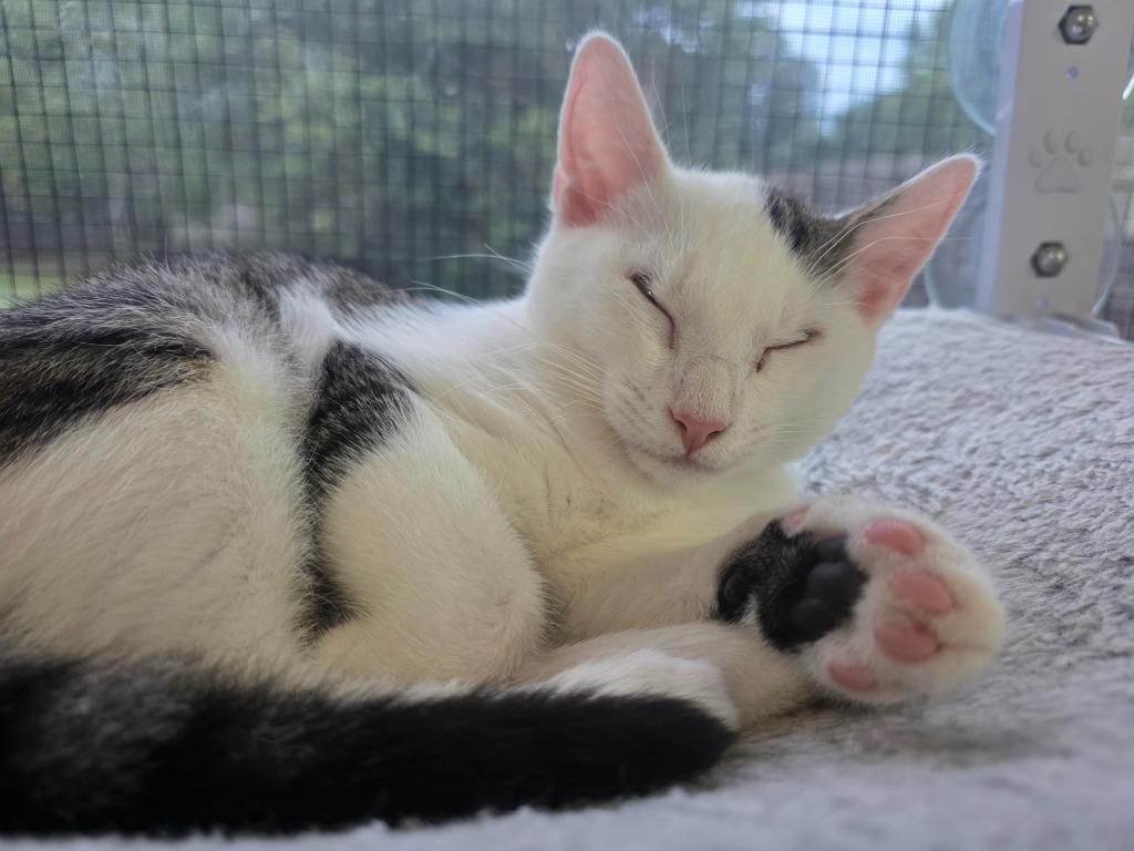 Enlarge Opossum, a Adoptable mixed breed in Buford, GA image 5/6