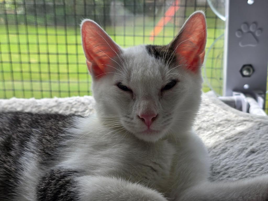 Enlarge Opossum, a Adoptable mixed breed in Buford, GA image 6/6
