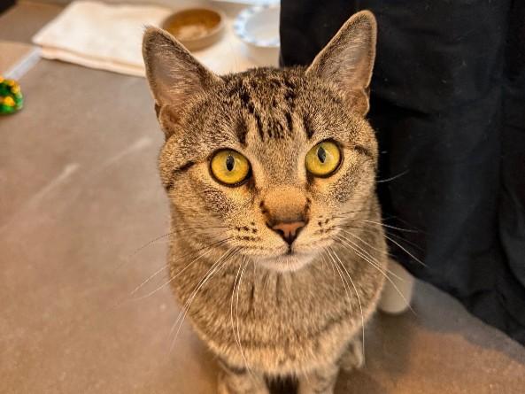 BIG BOY, Adoptable, Adult Male Domestic Short Hair.