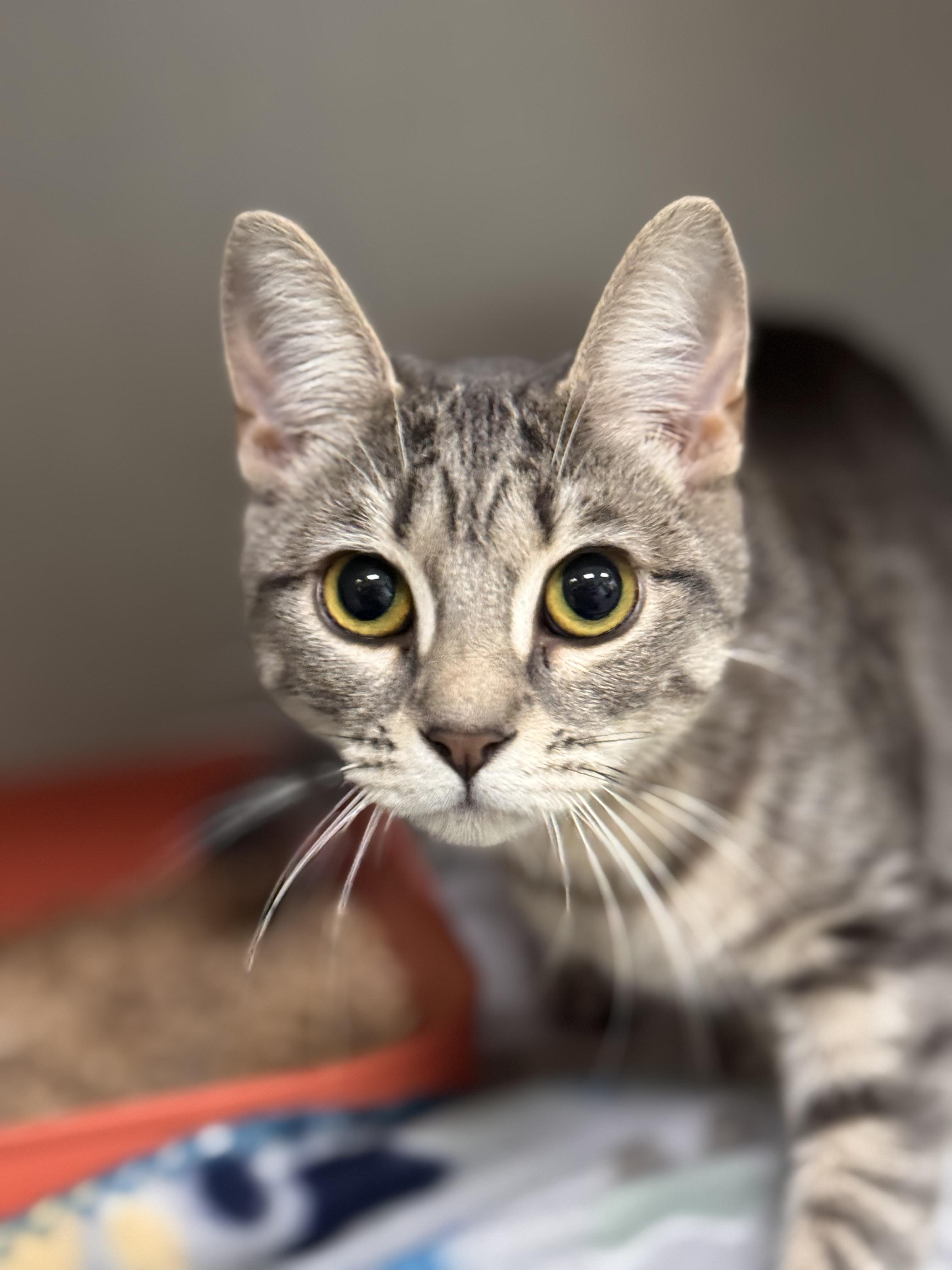 Allison, adopted, Young Female Domestic Short Hair.