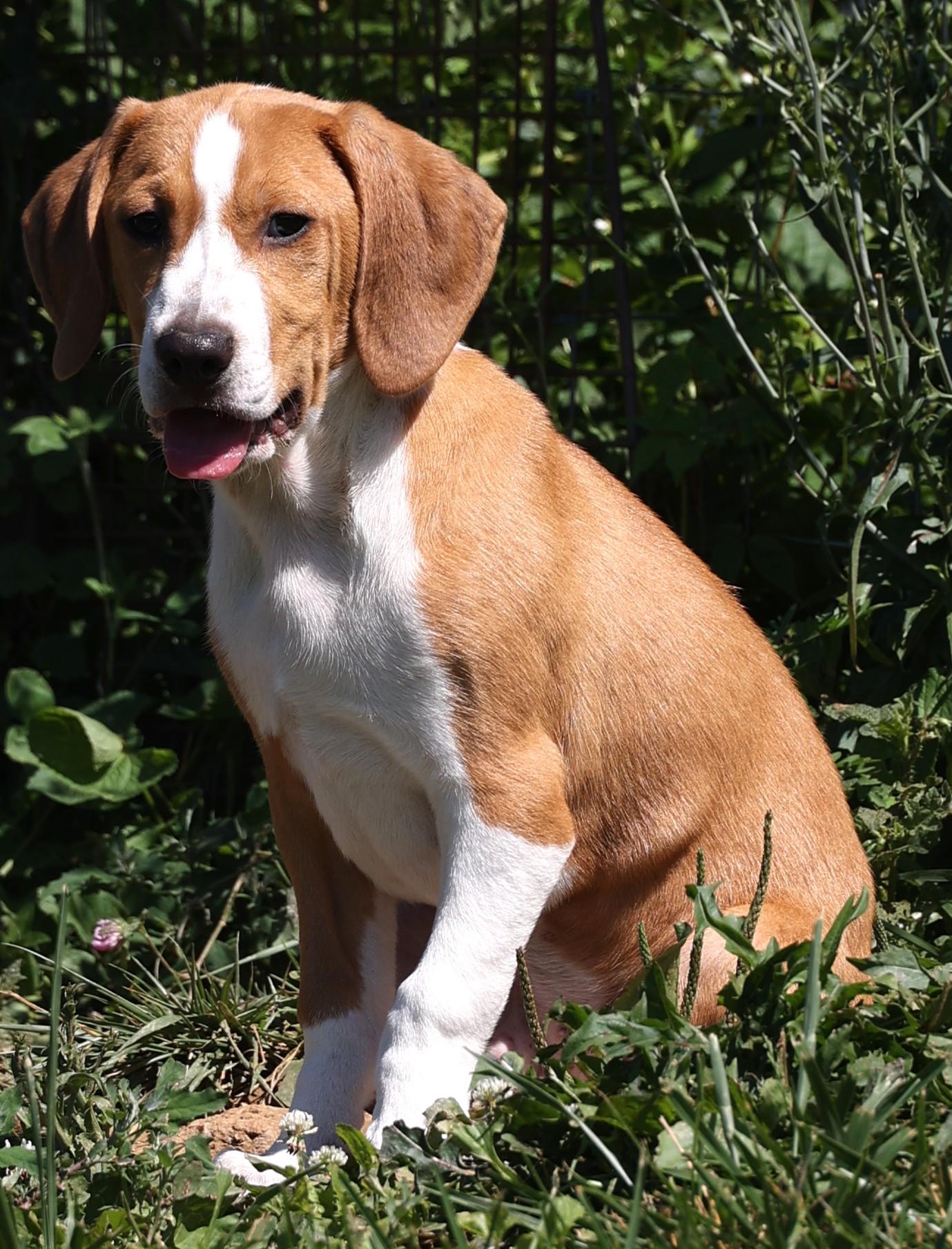 Enlarge Walnut-Available www.lhar.dog to apply, an adoptable mixed breed in Frederick, MD image 3/6