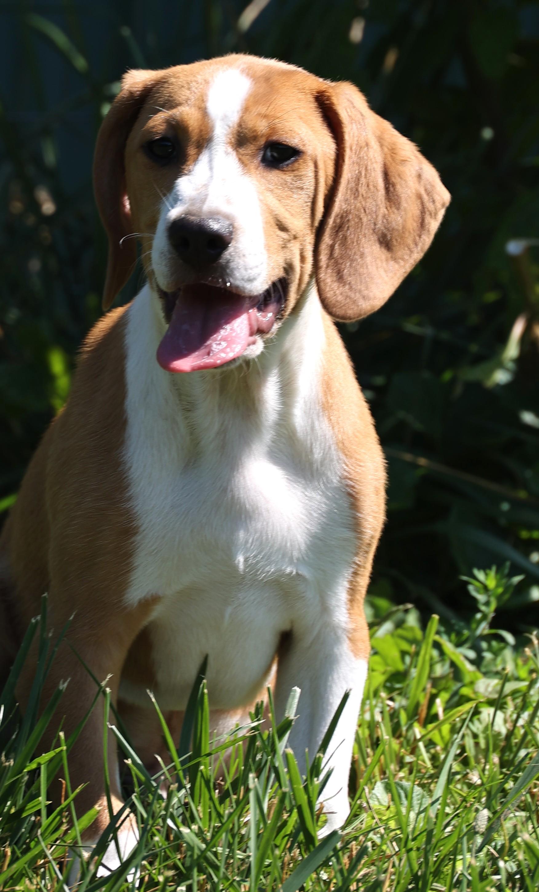 Enlarge Walnut-Available www.lhar.dog to apply, an adoptable mixed breed in Frederick, MD image 4/6
