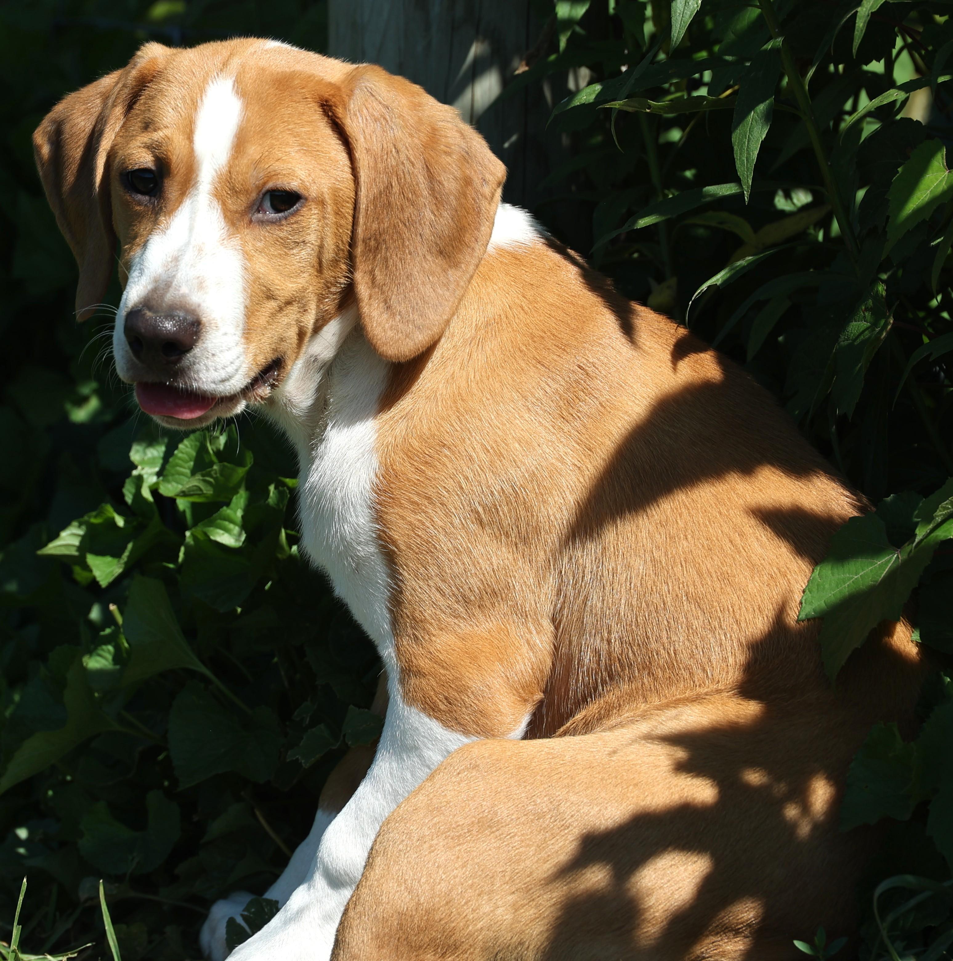 Enlarge Walnut-Available www.lhar.dog to apply, an adoptable mixed breed in Frederick, MD image 1/6