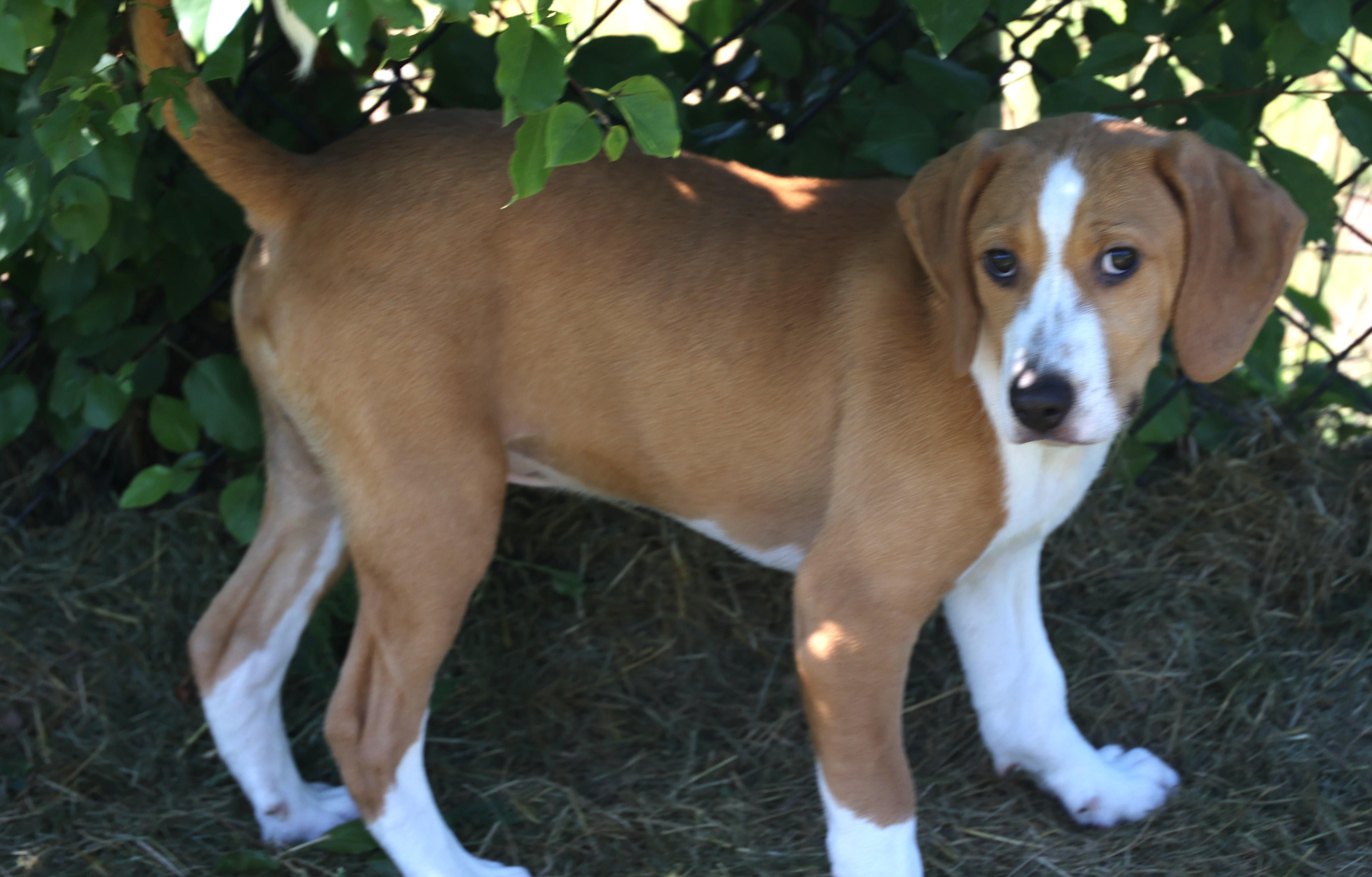 Enlarge Walnut-Available www.lhar.dog to apply, an adoptable mixed breed in Frederick, MD image 2/6