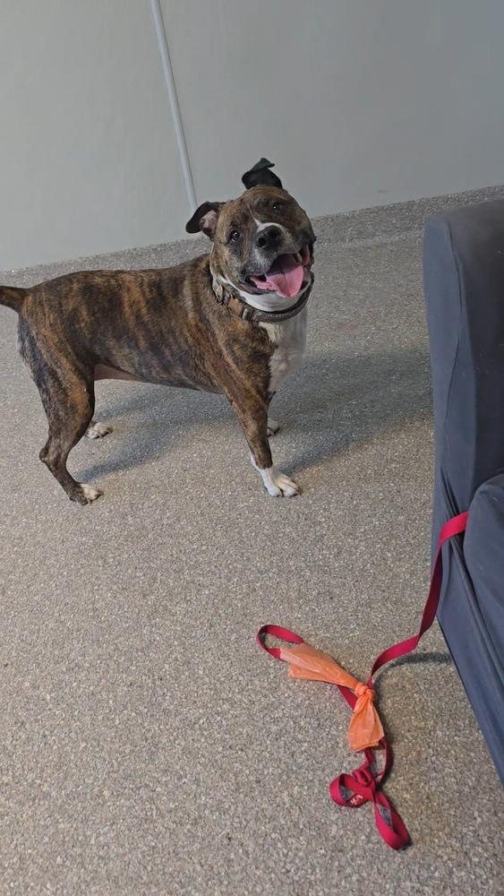Xena, Adoptable, Senior Female Pit Bull Terrier.