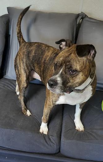 Xena, Adoptable, Senior Female Pit Bull Terrier.