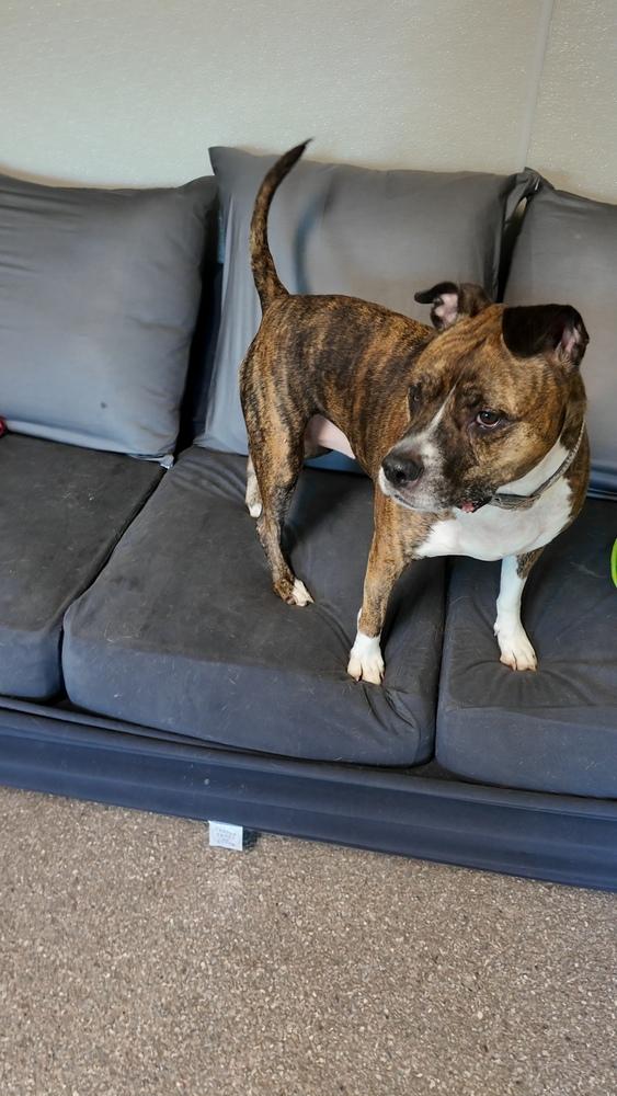 Enlarge Xena, a Adoptable mixed breed in Innsbrook, MO image 2/2
