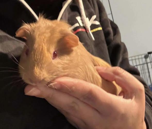 Enlarge Red Baron & Oscar, a Adoptable Guinea Pig in Amherst, NY image 1/3