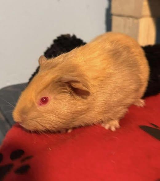 Enlarge Red Baron & Oscar, a Adoptable Guinea Pig in Amherst, NY image 2/3