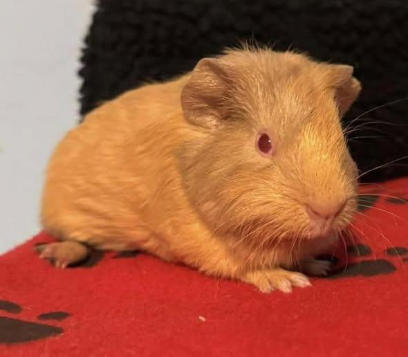 Enlarge Red Baron & Oscar, a Adoptable Guinea Pig in Amherst, NY image 3/3