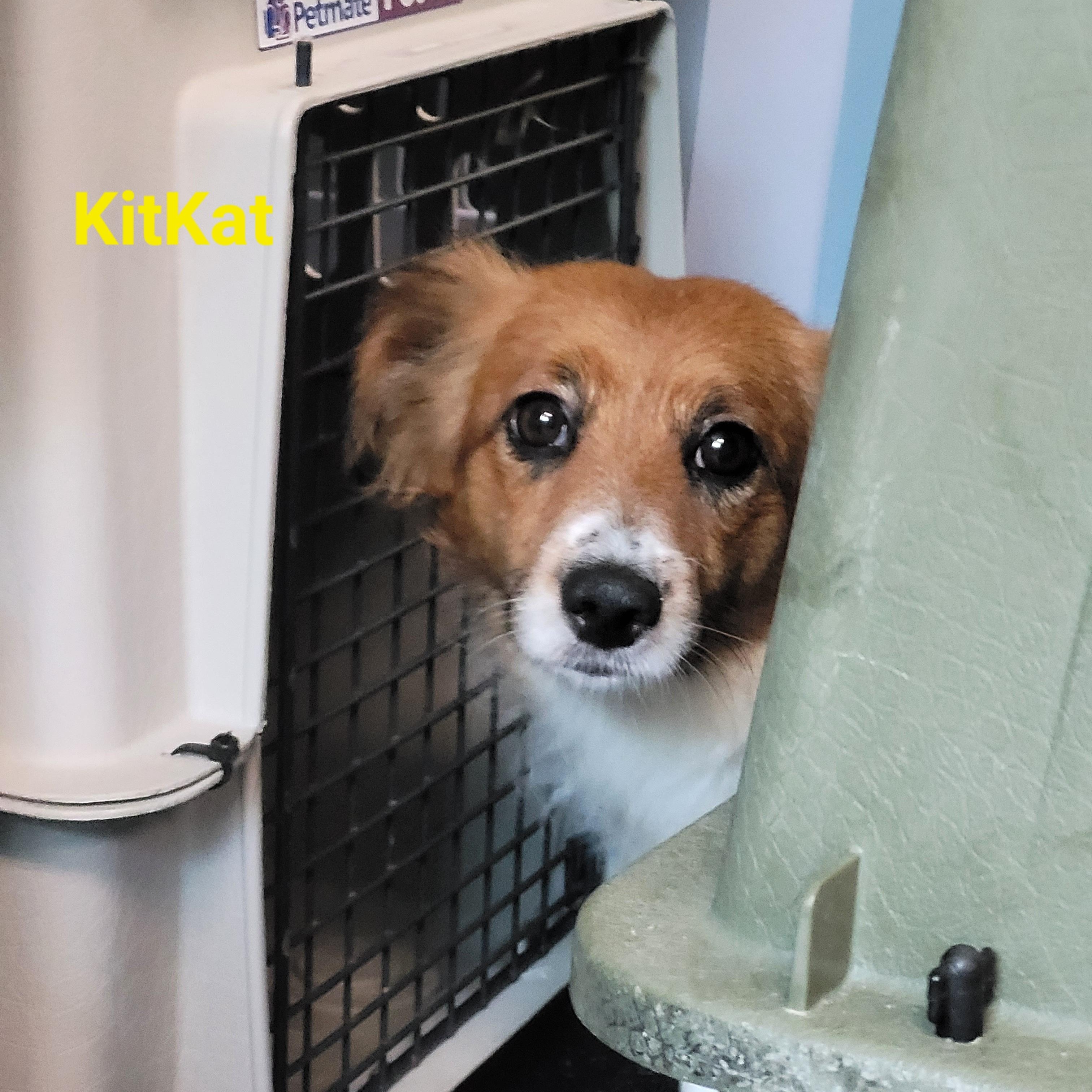Enlarge Kit Kat, an adopted mixed breed in Vienna, OH image 1/1