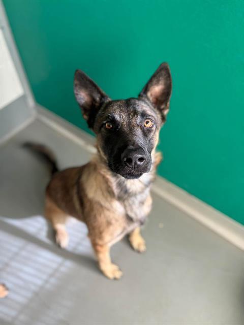 Enlarge A256329, a Adoptable mixed breed in Visalia, CA image 1/1