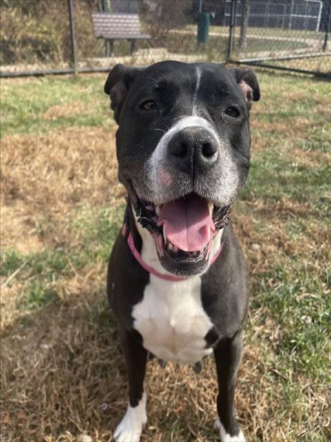 Enlarge BANANA, a Adoptable mixed breed in Derwood, MD image 1/1