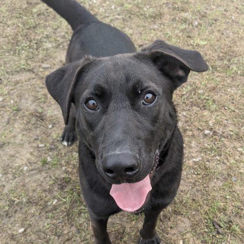 Archie, Adoptable, Young Male Labrador Retriever & Mixed Breed.