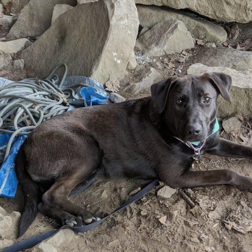 Archie, a Adoptable mixed breed in Leesburg, AL image 3/5