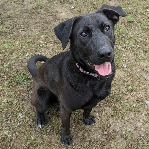 Archie, a Adoptable mixed breed in Leesburg, AL image 4/5