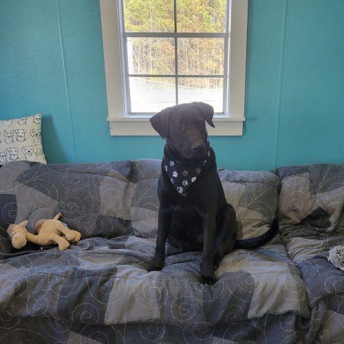 Archie, a Adoptable mixed breed in Leesburg, AL image 4/4