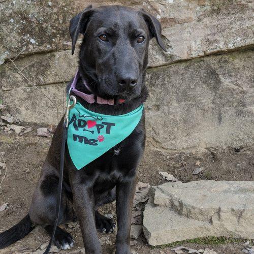 Archie, a Adoptable mixed breed in Leesburg, AL image 5/5