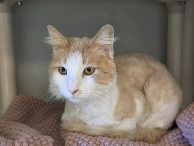 Enlarge CHARLIE, a Adoptable Domestic Long Hair in Salinas, CA image 1/1